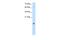 Cystatin B antibody, PA5-42772, Invitrogen Antibodies, Western Blot image 