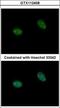 Prickle Planar Cell Polarity Protein 3 antibody, GTX112458, GeneTex, Immunofluorescence image 