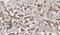 Growth Hormone 1 antibody, PA5-27360, Invitrogen Antibodies, Immunohistochemistry frozen image 