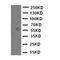 Monoamine Oxidase A antibody, LS-C312803, Lifespan Biosciences, Western Blot image 