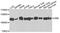 Glucosamine (UDP-N-Acetyl)-2-Epimerase/N-Acetylmannosamine Kinase antibody, PA5-76420, Invitrogen Antibodies, Western Blot image 