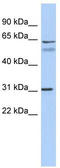 Sialic Acid Binding Ig Like Lectin 10 antibody, TA342051, Origene, Western Blot image 