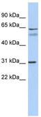 Sialic acid-binding Ig-like lectin 10 antibody, TA342051, Origene, Western Blot image 