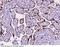 High Mobility Group Box 3 antibody, 101181-T08, Sino Biological, Immunohistochemistry frozen image 