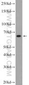 Solute Carrier Family 6 Member 8 antibody, 20299-1-AP, Proteintech Group, Western Blot image 