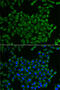 Mitochondrial Ribosomal Protein S30 antibody, 19-893, ProSci, Immunofluorescence image 