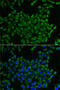 Mitochondrial Ribosomal Protein S30 antibody, 19-893, ProSci, Immunofluorescence image 