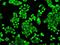 Cytochrome P450 Oxidoreductase antibody, MA5-24977, Invitrogen Antibodies, Immunocytochemistry image 