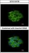 Enolase 1 antibody, GTX113179, GeneTex, Immunocytochemistry image 