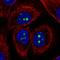 Potassium Voltage-Gated Channel Subfamily J Member 14 antibody, HPA071765, Atlas Antibodies, Immunofluorescence image 