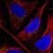 CAP-Gly Domain Containing Linker Protein Family Member 4 antibody, HPA043366, Atlas Antibodies, Immunofluorescence image 