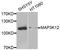 Mitogen-Activated Protein Kinase Kinase Kinase 12 antibody, STJ110762, St John