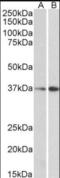 Mortality Factor 4 Like 1 antibody, NB100-1307, Novus Biologicals, Western Blot image 