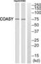 Fas Associated Factor 1 antibody, abx014025, Abbexa, Western Blot image 