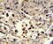 ETHE1 Persulfide Dioxygenase antibody, PA5-13593, Invitrogen Antibodies, Immunohistochemistry frozen image 