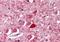 Parvalbumin antibody, orb19017, Biorbyt, Immunohistochemistry paraffin image 