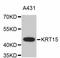 Keratin 15 antibody, abx125353, Abbexa, Western Blot image 