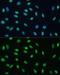 Heterogeneous Nuclear Ribonucleoprotein M antibody, GTX33245, GeneTex, Immunofluorescence image 