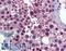 Karyopherin Subunit Alpha 1 antibody, LS-B6105, Lifespan Biosciences, Immunohistochemistry frozen image 