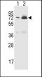 FHR5 antibody, PA5-25595, Invitrogen Antibodies, Western Blot image 