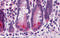 Baculoviral IAP repeat-containing protein 6 antibody, 3309, ProSci, Immunohistochemistry paraffin image 