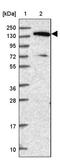 Elongation Factor Like GTPase 1 antibody, PA5-58870, Invitrogen Antibodies, Western Blot image 