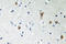 Heat Shock Transcription Factor 1 antibody, LS-C178054, Lifespan Biosciences, Immunohistochemistry paraffin image 