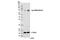 Metadherin antibody, 14065T, Cell Signaling Technology, Western Blot image 