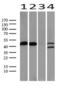 p53 antibody, UM800098, Origene, Western Blot image 