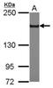 SET Domain Bifurcated Histone Lysine Methyltransferase 1 antibody, GTX115305, GeneTex, Western Blot image 