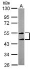 Tripartite Motif Containing 10 antibody, NBP2-20704, Novus Biologicals, Western Blot image 
