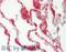Microfibril Associated Protein 4 antibody, ARP41500_P050, Aviva Systems Biology, Immunohistochemistry frozen image 