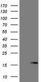 Natriuretic Peptide B antibody, TA809079, Origene, Western Blot image 