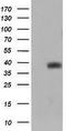 Tripartite Motif Containing 44 antibody, LS-C174406, Lifespan Biosciences, Western Blot image 