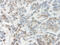 Nicotinamide Phosphoribosyltransferase antibody, 38-271, ProSci, Immunohistochemistry paraffin image 