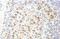 HET antibody, A300-812A, Bethyl Labs, Immunohistochemistry paraffin image 