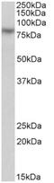 Calpain-1 catalytic subunit antibody, AP32723PU-N, Origene, Western Blot image 