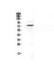 Protein S antibody, A01568-1, Boster Biological Technology, Western Blot image 