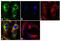 Wnt Family Member 2B antibody, 701856, Invitrogen Antibodies, Immunofluorescence image 