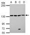 Leucyl-TRNA Synthetase antibody, NBP2-19333, Novus Biologicals, Western Blot image 