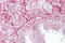 Left-Right Determination Factor 2 antibody, 29-698, ProSci, Immunohistochemistry frozen image 
