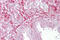 Left-right determination factor 2 antibody, 29-698, ProSci, Immunohistochemistry frozen image 