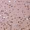 Glucosamine (UDP-N-Acetyl)-2-Epimerase/N-Acetylmannosamine Kinase antibody, LS-C668704, Lifespan Biosciences, Immunohistochemistry paraffin image 