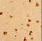 Far upstream element-binding protein 2 antibody, LS-C165474, Lifespan Biosciences, Immunohistochemistry frozen image 