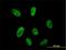 Cleavage And Polyadenylation Specific Factor 2 antibody, H00053981-B01P, Novus Biologicals, Immunofluorescence image 