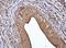 Tyrosine 3-Monooxygenase/Tryptophan 5-Monooxygenase Activation Protein Beta antibody, NBP1-33454, Novus Biologicals, Immunohistochemistry paraffin image 