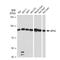 Mitofusin 2 antibody, GTX01539, GeneTex, Western Blot image 