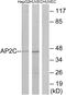 Transcription Factor AP-2 Gamma antibody, A30538, Boster Biological Technology, Western Blot image 