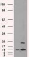 Transmembrane protein 100 antibody, GTX83508, GeneTex, Western Blot image 