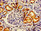 AFG1 Like ATPase antibody, CSB-PA819895LA01HU, Cusabio, Immunohistochemistry frozen image 